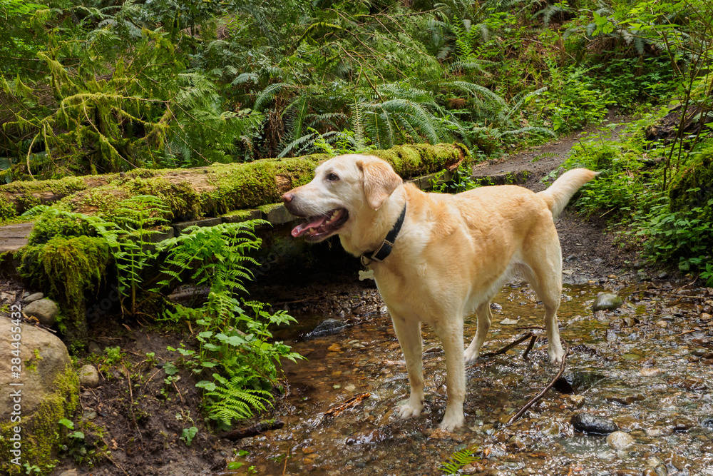 USA, Washington State, Issaquah. A yellow Labrador dog in the woods at Tiger Mountain.