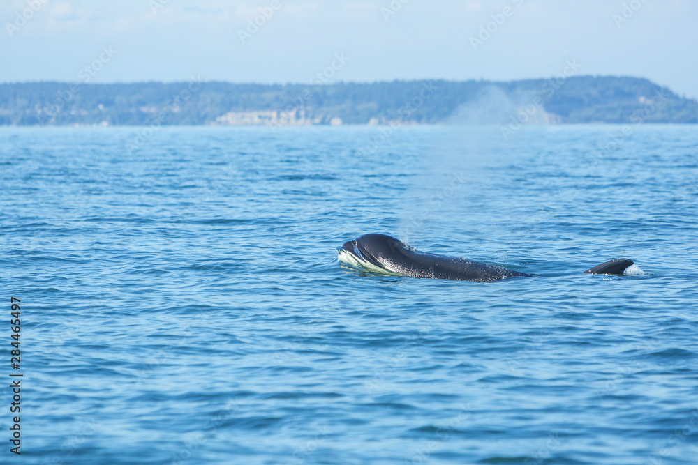 Fototapeta premium Transient Orca Killer Whales (Orca orcinus), Pacific Northwest