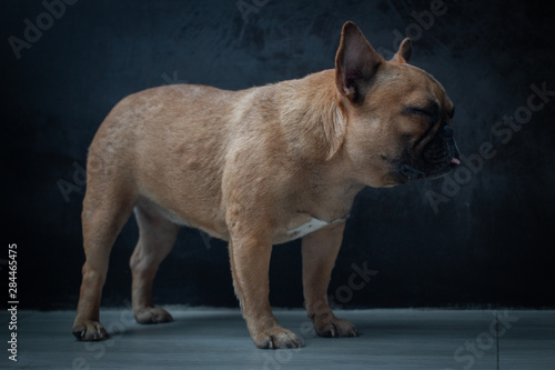 French Bulldog puppy standing on the floor.