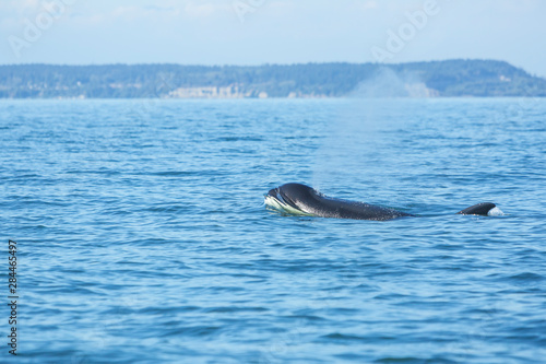 Transient Orca Killer Whales (Orca orcinus), Pacific Northwest © Stuart Westmorland/Danita Delimont