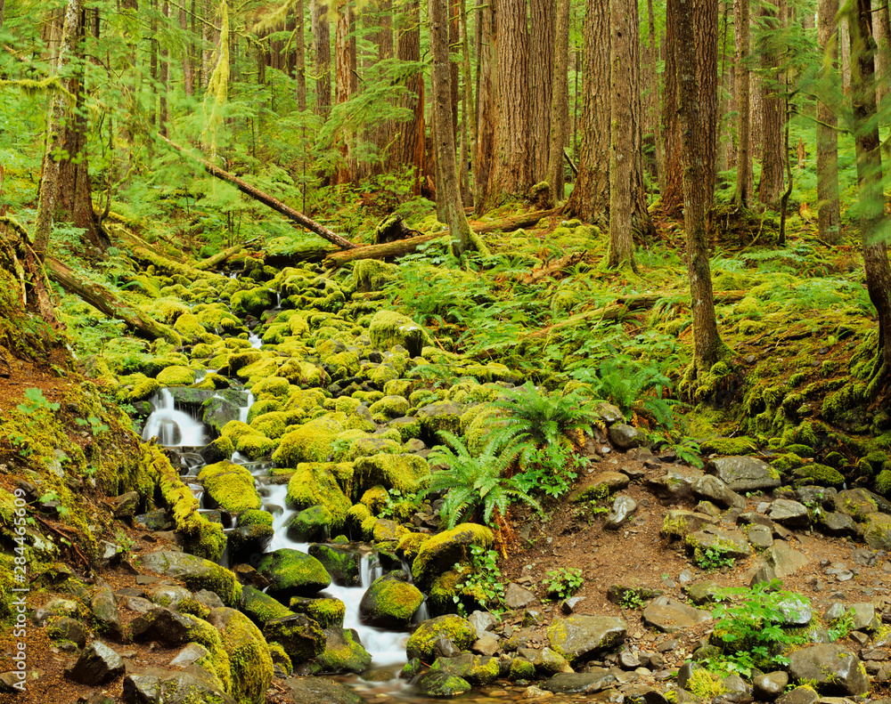 Fototapeta premium WA, Olympic National Park, Stream with mossy rocks and forest near Sol Duc