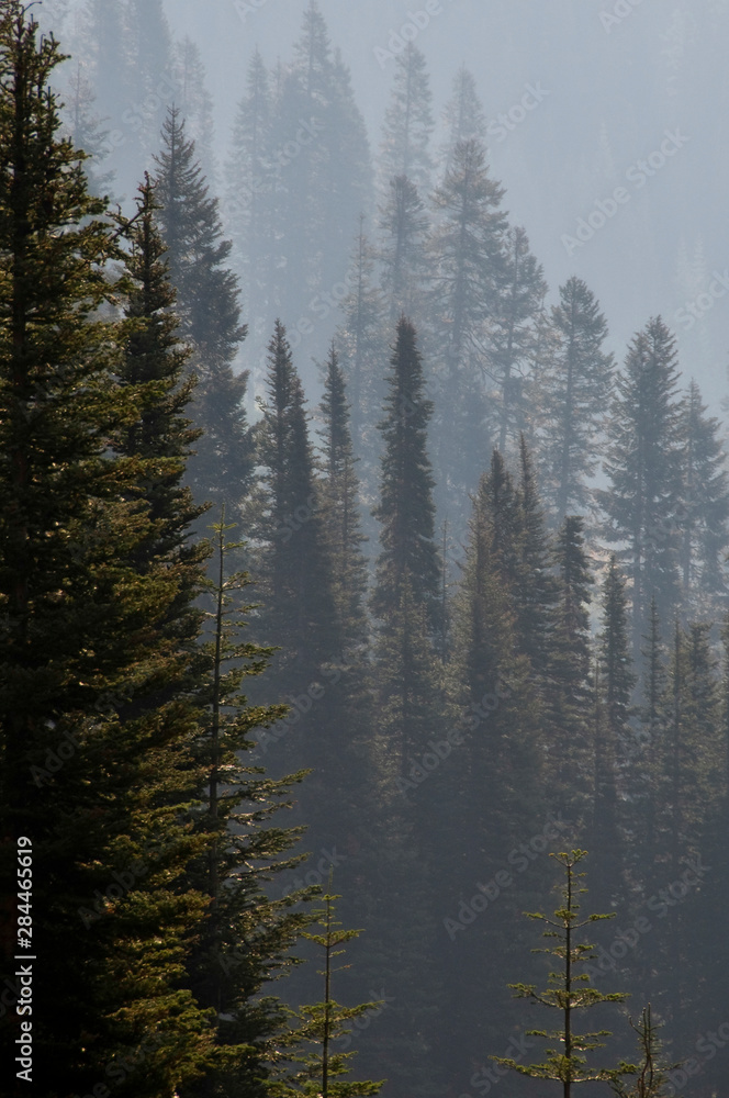 USA, Washington State, North Cascades. Trees in haze. Near Spider Gap.