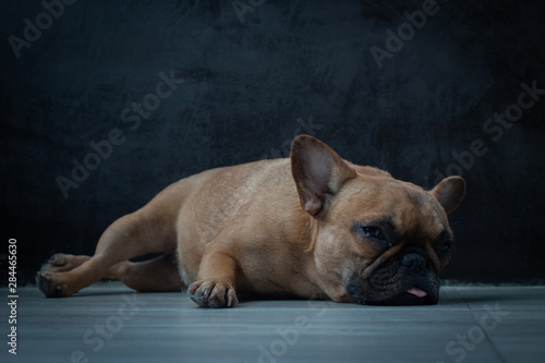 French Bulldog puppy sleeping on the floor. © bzjpan