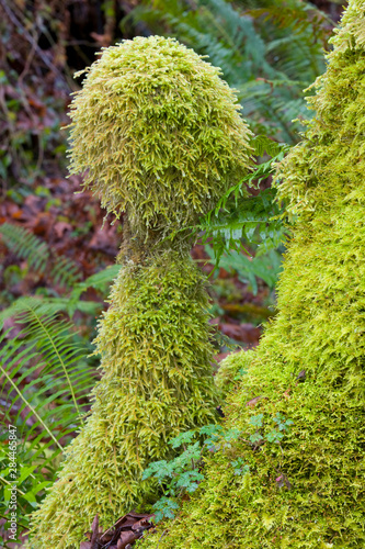 WA, Tiger Mountain State Forest, Moss on trees