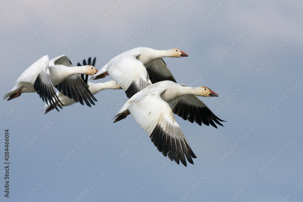 Obraz premium Snow geese flying