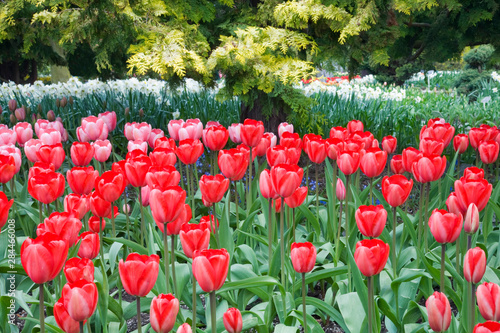 WA, Skagit Valley, Roozengaarde Tulip Garden photo