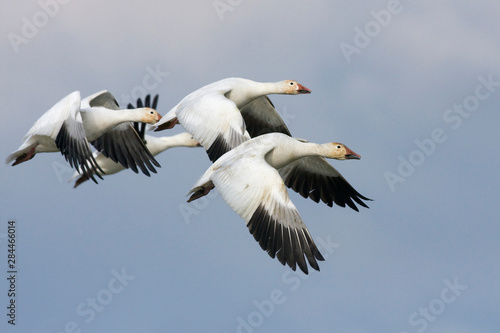 Snow geese flying