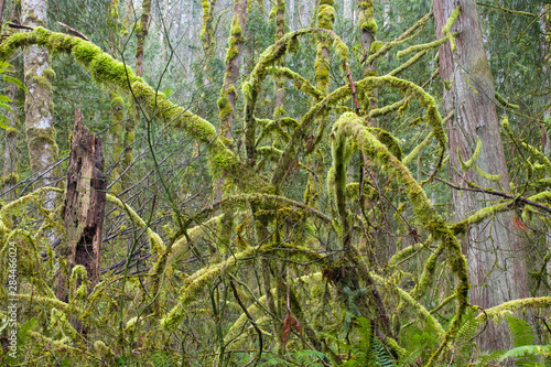 WA, Tiger Mountain State Forest, Moss covered trees, rainforest like setting