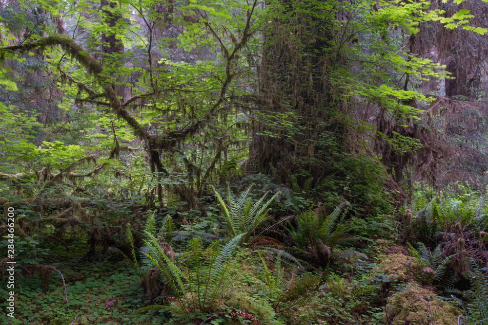 USA, Washington State. Mosses and Ferns growing on and around trees in Hoh Rain Forest, Olympic National Park USA, Washington State. Mosses and Ferns growing on and around trees in Hoh Rain Forest, Olympic National Park
