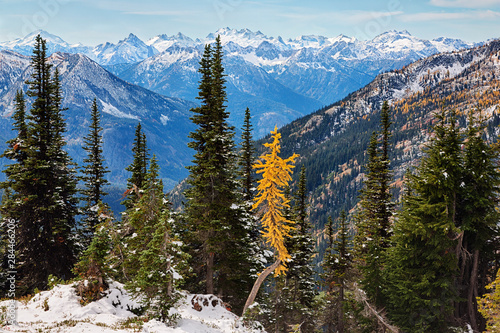 Washington State, Wenatchee National Forest, golden Larch tree and North Cascade mountains photo