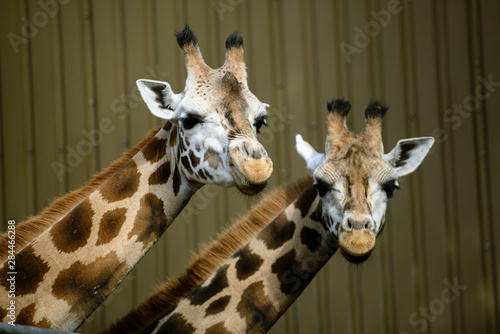 Photography Seattle, Washington. Two giraffes at Woodland Park Zoo.