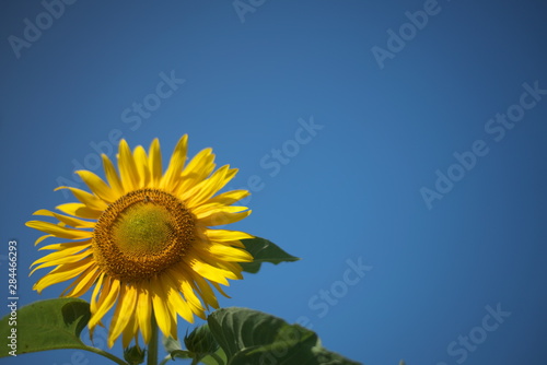 Tokyo Japan-August 17  2019  Isolated Sunflower or Helianthus on blue background