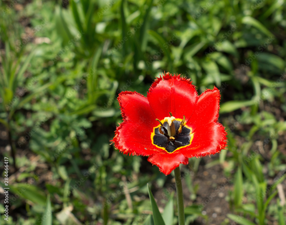 Fototapeta premium tulips in garden. red tulip. flowers in the garden. summer garden. the scarlet flower