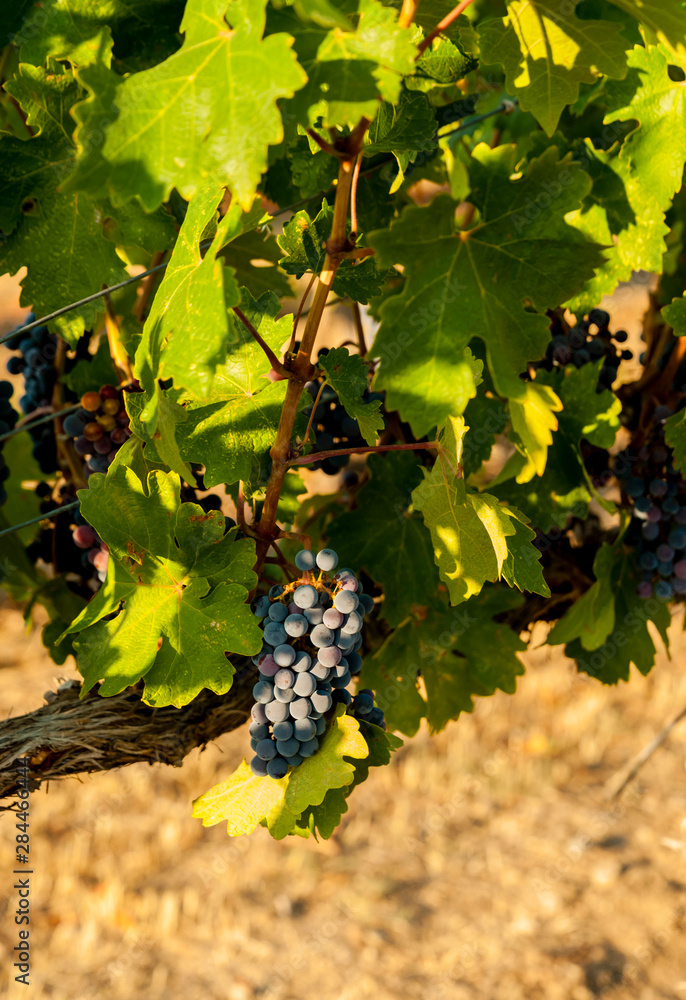 Usa, Washington State, Mabton. Red Willow Vineyard supplies Cabernet Sauvignon grapes to many of Washington's highest rated wines.