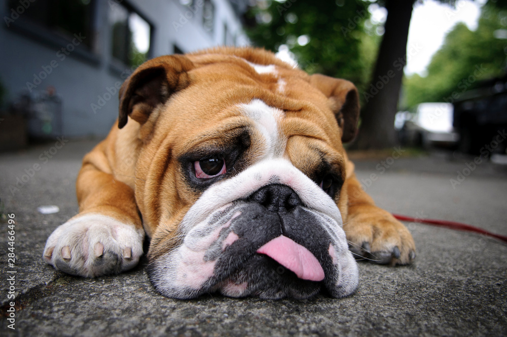 Very tired French bulldog.