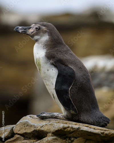 Seattle, Washington. Humboldt Penguin (Spheniscus humboldti) at Woodland Park Zoo.