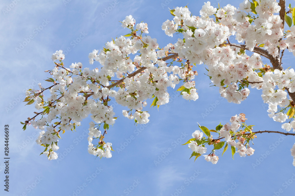 USA, Washington, Seabeck. Cherry blossoms against blue sky. Credit as: Don Paulson / Jaynes Gallery / DanitaDelimont.com USA, Washington, Seabeck. Cherry blossoms against blue sky. Credit as: Don Paulson / Jaynes Gallery / DanitaDelimont.com
