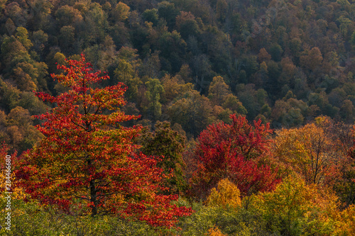 Autumn color in hardwood forest in Randolph County, West Virginia, USA