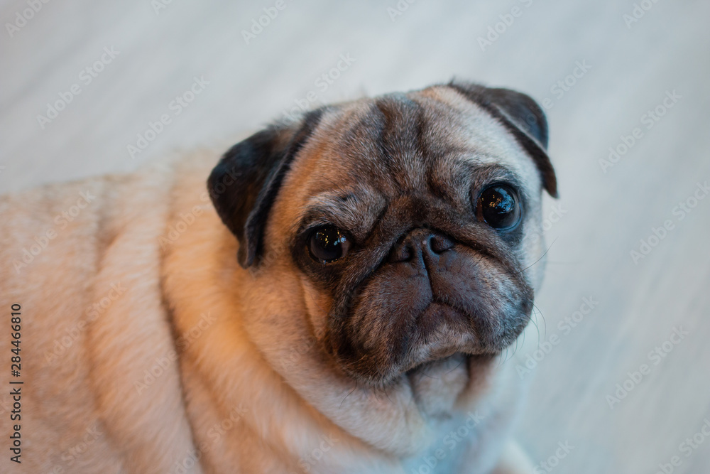 Close up of adorable Pug looking to the camera.