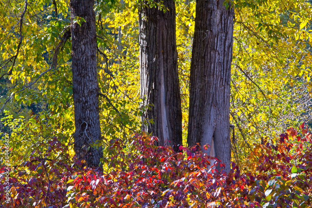 Autumn foliage, White River Area, Wenatchee National Forest, Washington State, USA. Autumn foliage, White River Area, Wenatchee National Forest, Washington State, USA.