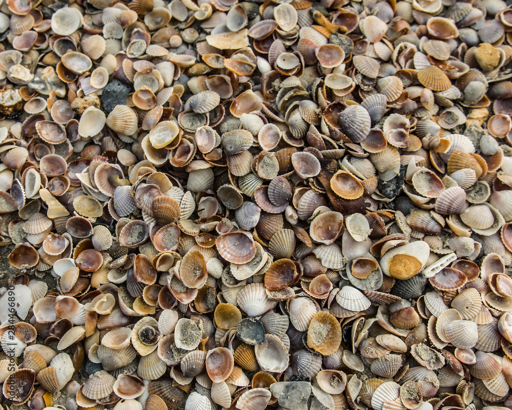 shell texture