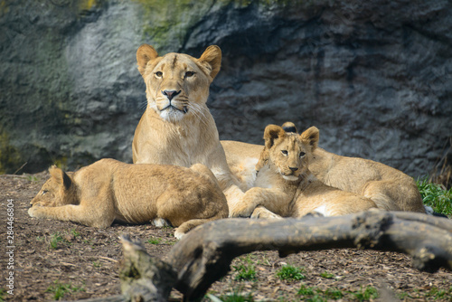 Seattle  Washington. Mother lion with cubs  Panthera Leo  at Woodland Park Zoo.