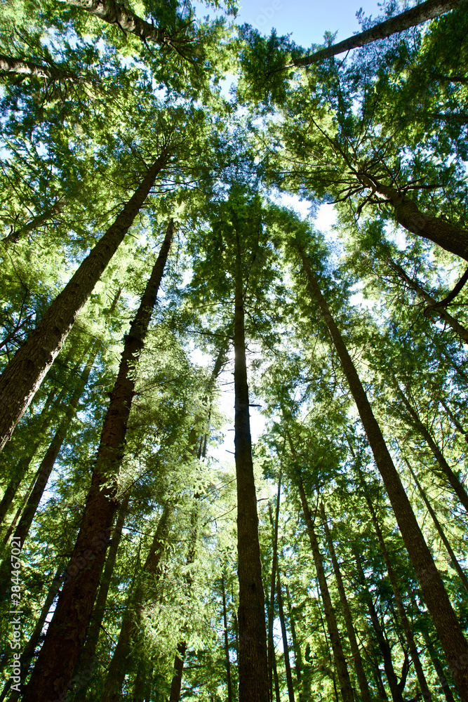 Fototapeta premium USA, Washington State. Olympic Peninsula, path in the woods leading to Third Beach