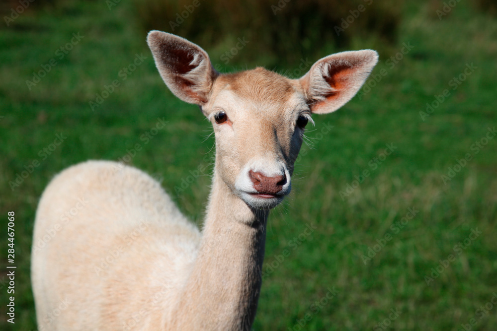 USA, Washington State, Sequim, Olympic Game Farm.