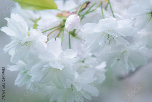 Washington State, Seattle, Arboretum, Cherry Blossoms