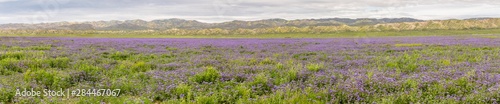 USA, California, Carrizo Plain National Monument. Panoramic collage of phacelia flowers. Credit as: Don Paulson / Jaynes Gallery / DanitaDelimont. com