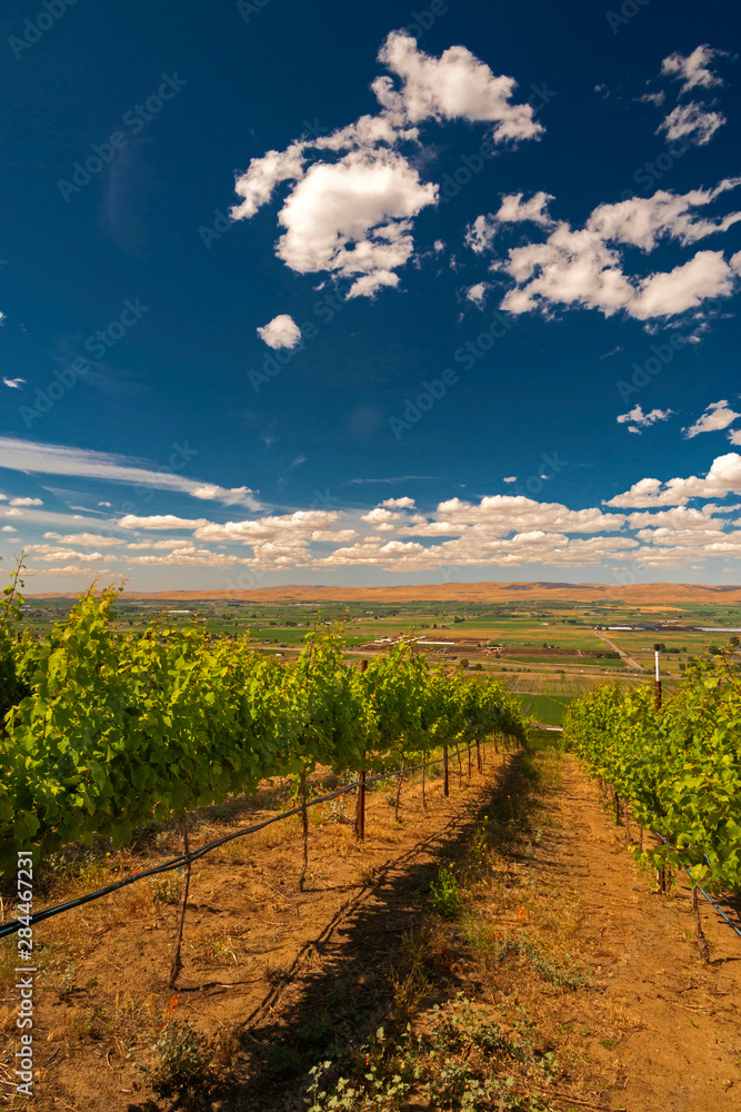 Naklejka premium USA, Washington, Yakima Valley. Vineyard ripens in summer sun in the Yakima Valley in Washington.