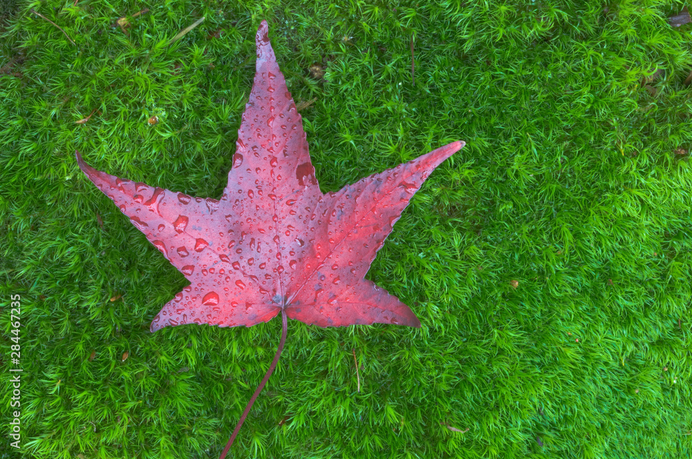 USA, WA, Sweet Gum Leaf on Moss
