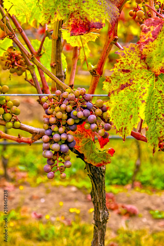 USA, Washington, Whidbey Island. Multi-colored Agria grapes ripen in a vineyard on Whidbey Island, Washington.