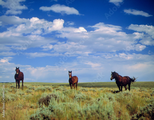 Fototapeta Naklejka Na Ścianę i Meble -  Wild Horses near Farson, Wyoming, Blm land
