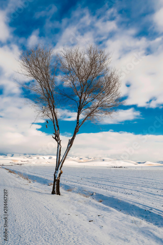 USA, Washington State, Walla Walla. Winter in Walla Walla photo