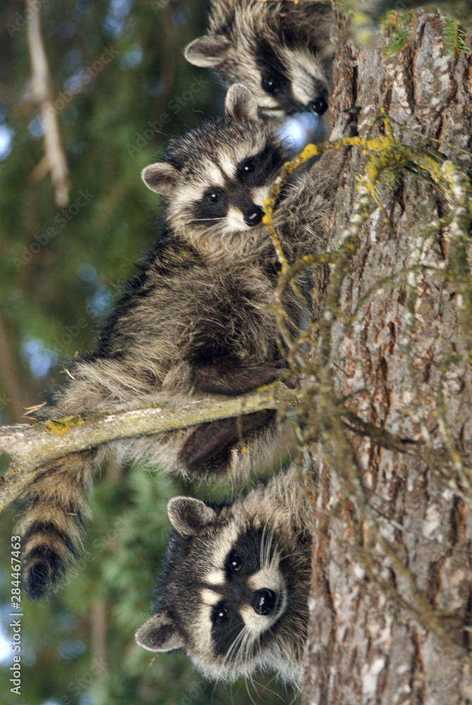 Fototapeta premium Raccoons (Procyon Lotor) of Fish Lake, Central Cascades, Washington, US