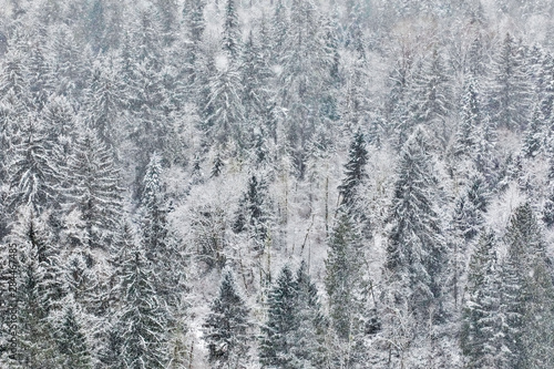 Fresh snow on evergreen trees near Snoqualmie Falls