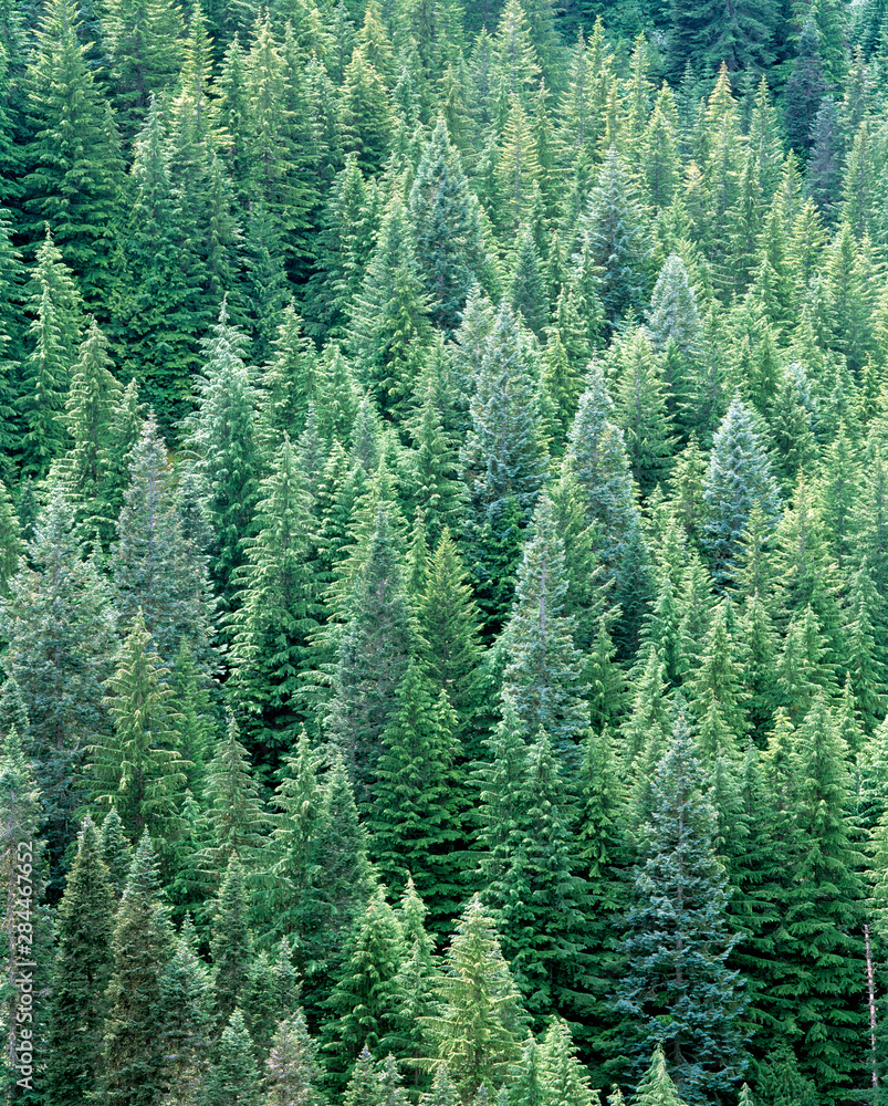 USA, Washington State, Mt Rainier NP. Dense conifer forest fills the Tatoosh Wilderness area of Mt Rainier NP, Washington State. USA, Washington State, Mt Rainier NP. Dense conifer forest fills the Tatoosh Wilderness area of Mt Rainier NP, Washington State.