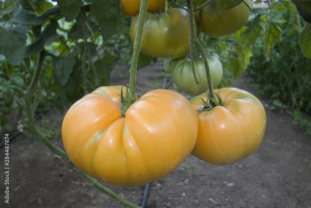 Produce at Nettles Farm, Lummi Island, Washington, US