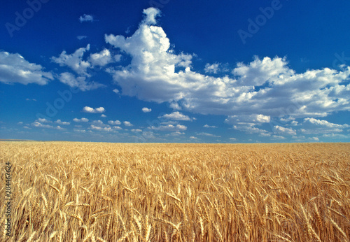 USA, Washington State, Colfax. Ripe wheat fields stretch to the horizon near Colfax in the Palouse, Washington State.