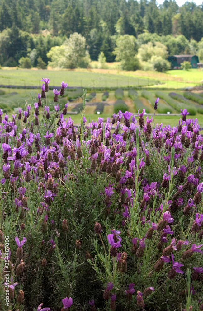 USA, Washington State, San Juan Islands, lavender farm. USA, Washington State, San Juan Islands, lavender farm.