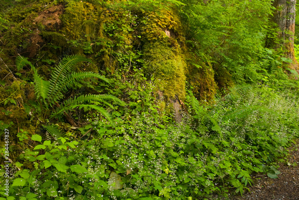 USA, WA, Mount Baker Snoqualmie National Forest. Fairy like blooms of False Mitrewort (Tiarella trifoliata) decorate lush woodland trail in early summer USA, WA, Mount Baker Snoqualmie National Forest. Fairy like blooms of False Mitrewort (Tiarella trifoliata) decorate lush woodland trail in early summer