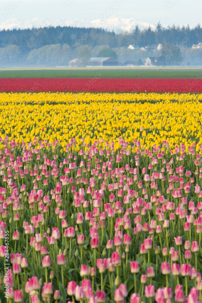 Skagit Valley Tulip Fields, near La Conner, Washington State, USA 