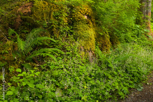 USA, WA, Mount Baker Snoqualmie National Forest. Fairy like blooms of False Mitrewort (Tiarella trifoliata) decorate lush woodland trail in early summer photo