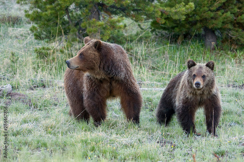 Grizzly Bear Sow with Cub
