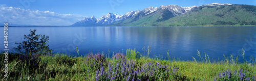USA, Wyoming, Grand Teton NP. Lupine blooms on the verdant shores of Jackson Lake, Grand Teton National Park, Wyoming.