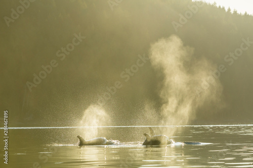 Transient Orca Killer Whales (Orca orcinus), Pacific Northwest photo