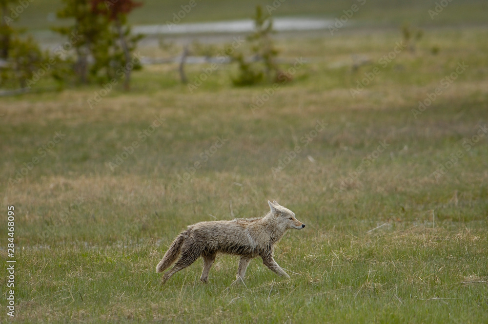 Coyote (Canis latrans) Yellowstone National Park. Wyoming. USA