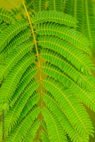 Green plant leaf patterns  Seattle  Washington State