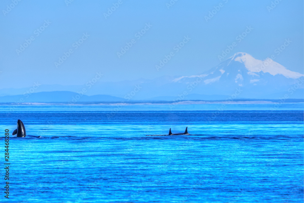 Obraz premium Pod of resident Orca Whales (Orcinus orca) In Haro Strait near San Juan Island with Mount Baker in background, Washington State, USA